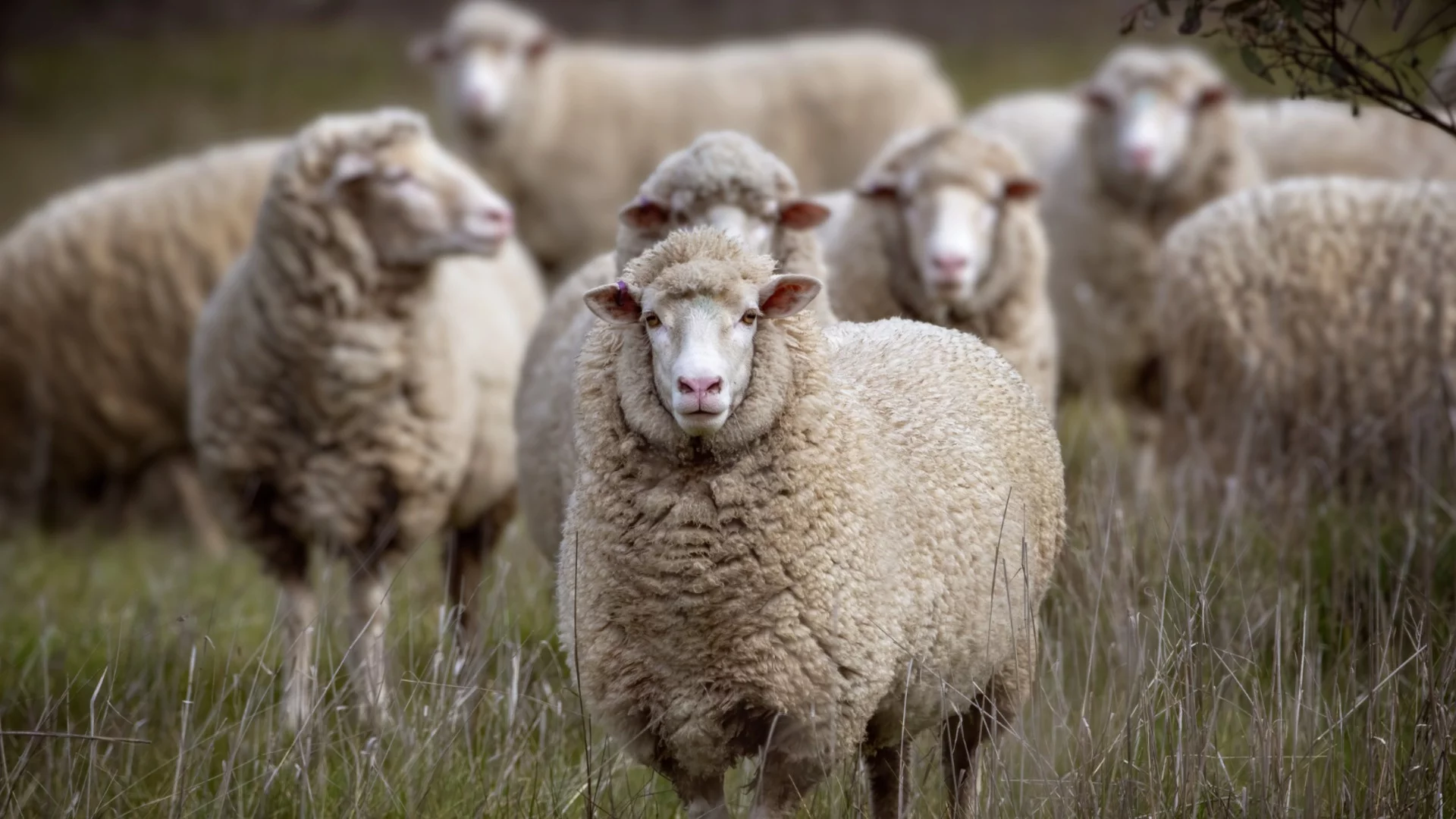 Опасност от шап: БАБХ с апел към стопаните