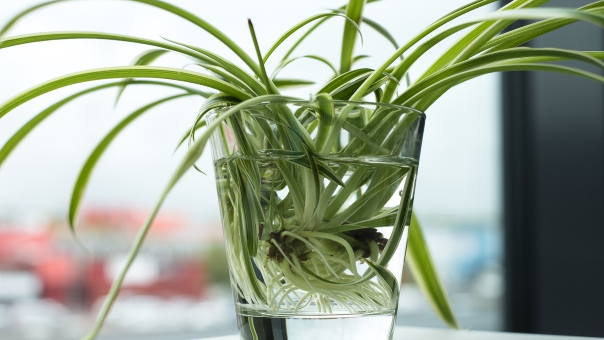 Как лесно да размножите паяковото растение