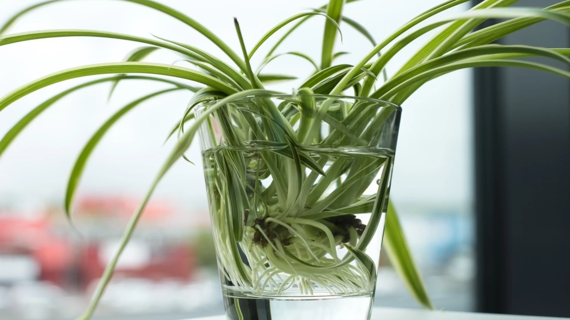 Как лесно да размножите паяковото растение