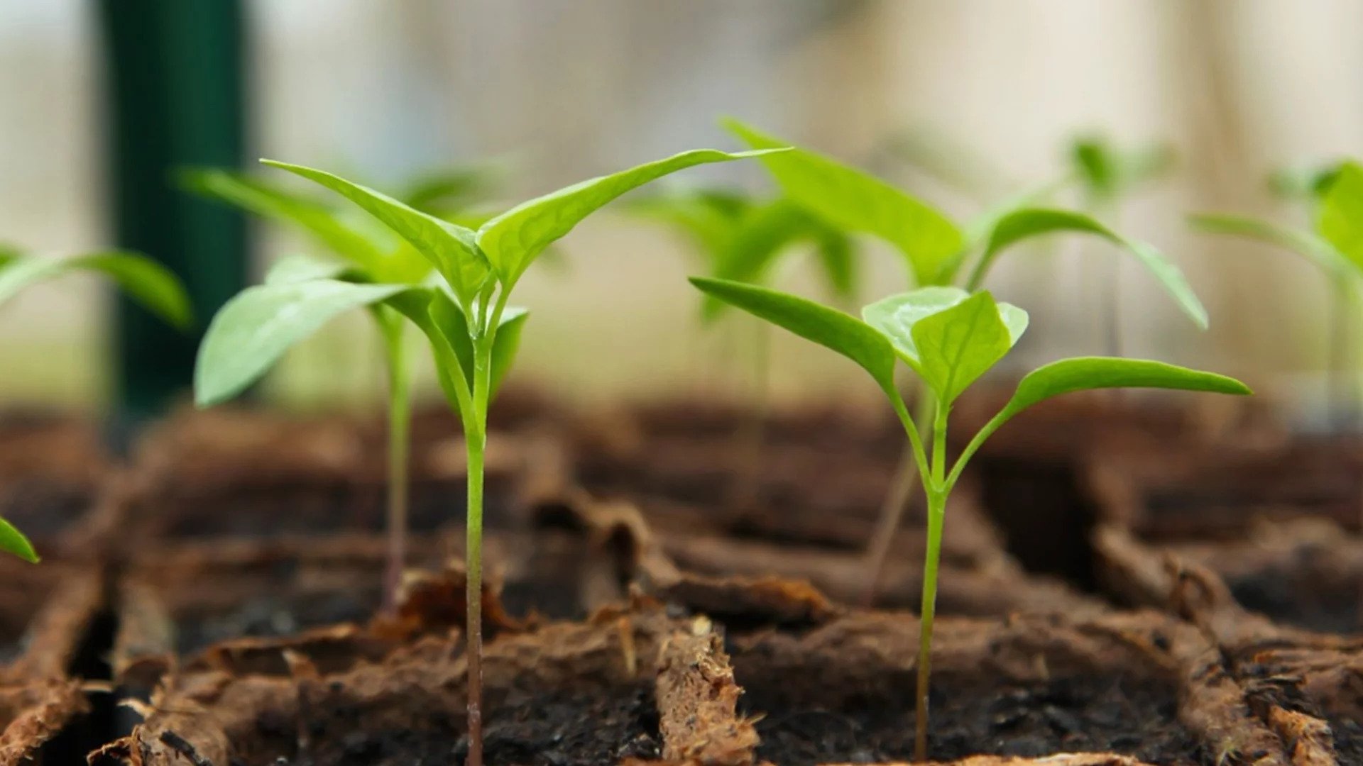 Едно поливане с това и разсадът на пипера ще расте като луд