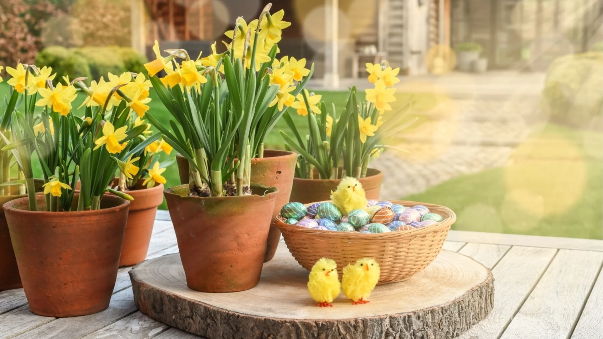 Подгответе дома си за пролетта с най-красиви великденски цветя