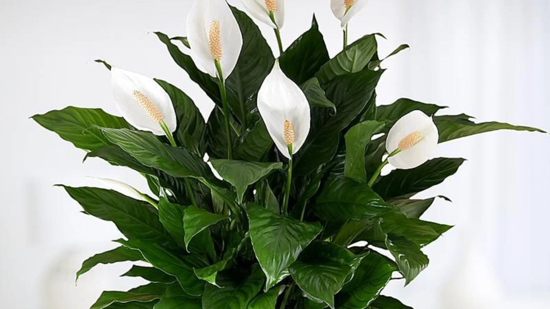 Великолепни цветя, които можете да отглеждате на закрито без почва