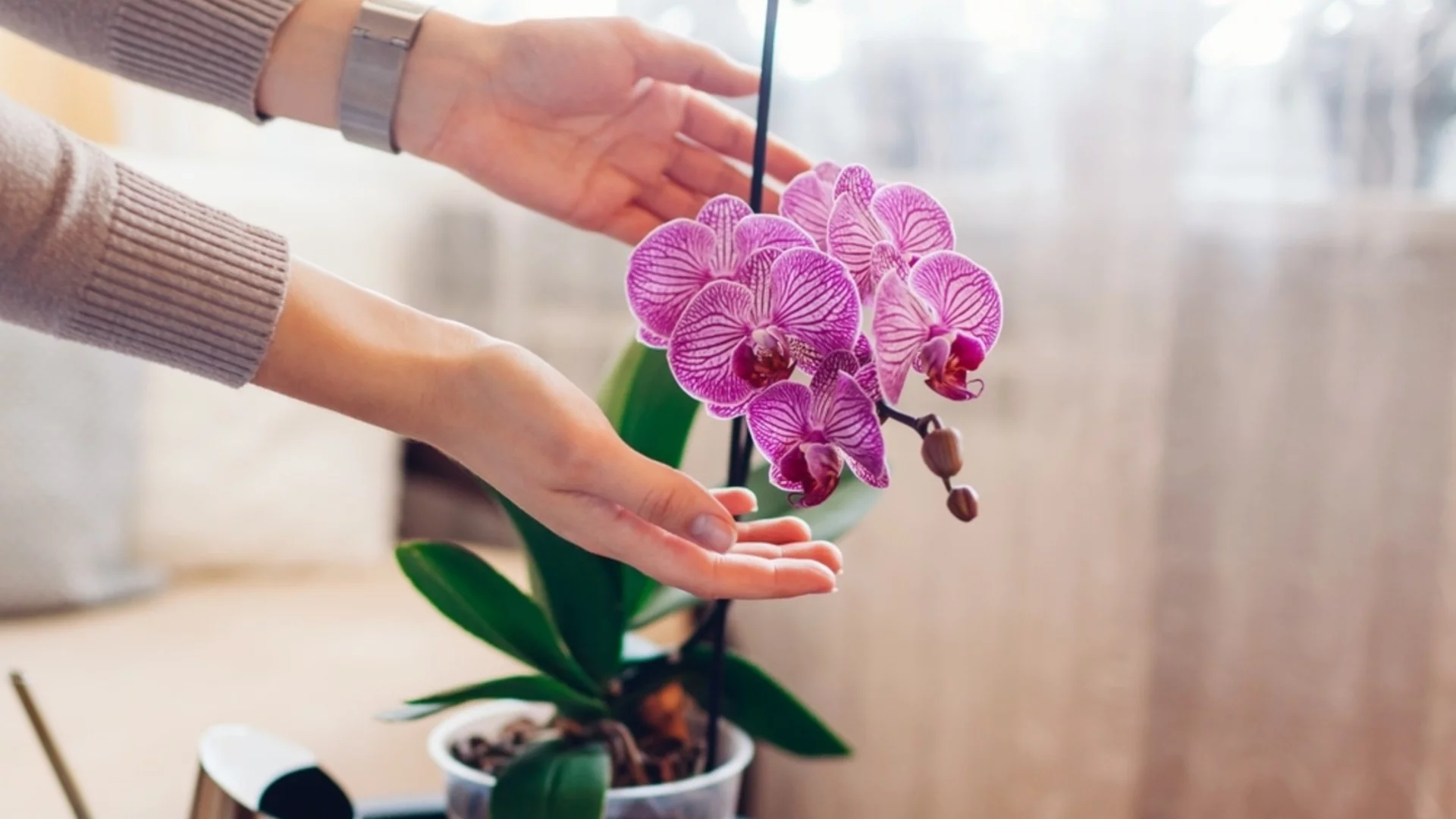 Признаци, че вашите орхидеи са в беда