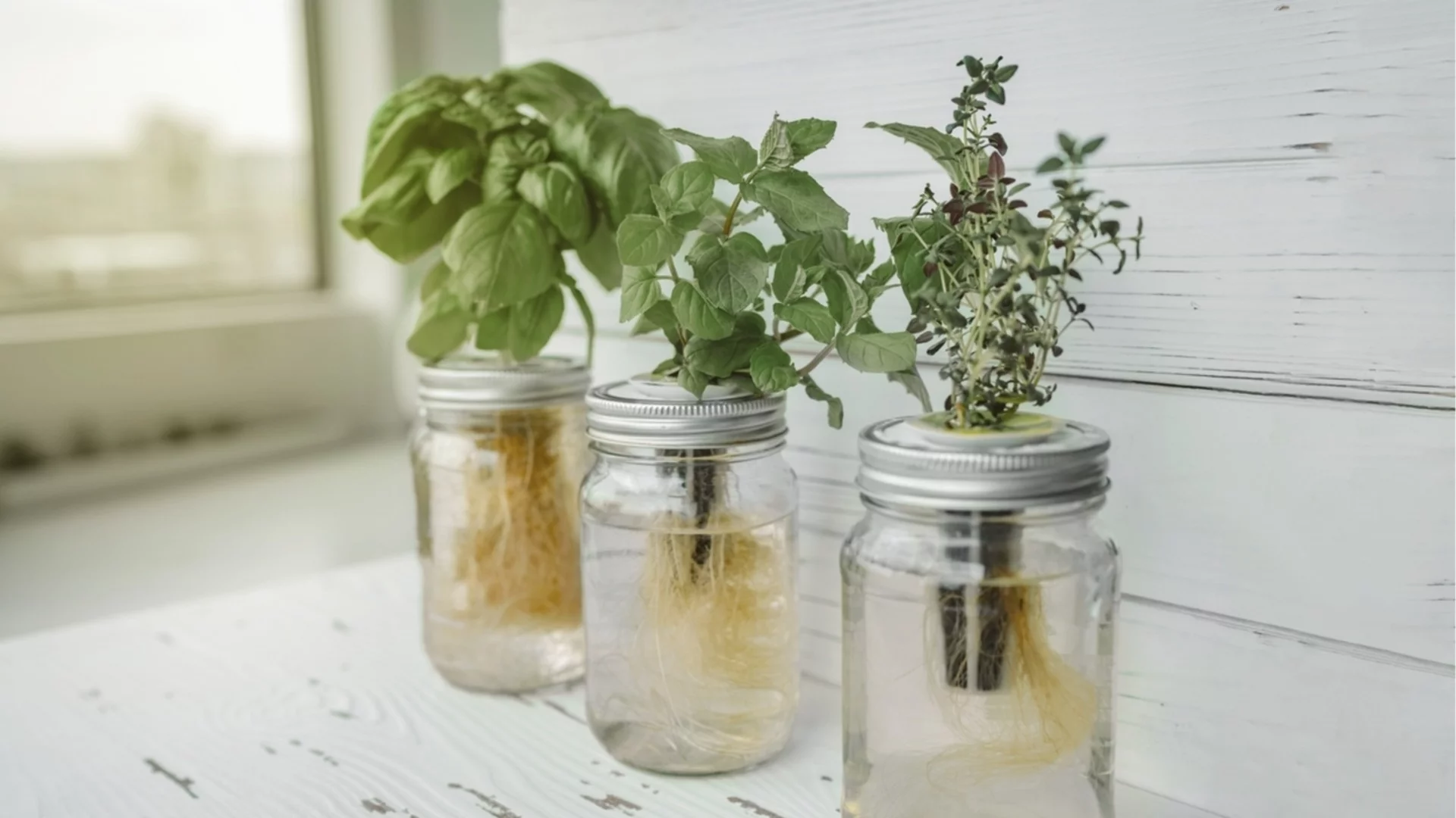 Могат ли растенията наистина да растат без почва? 