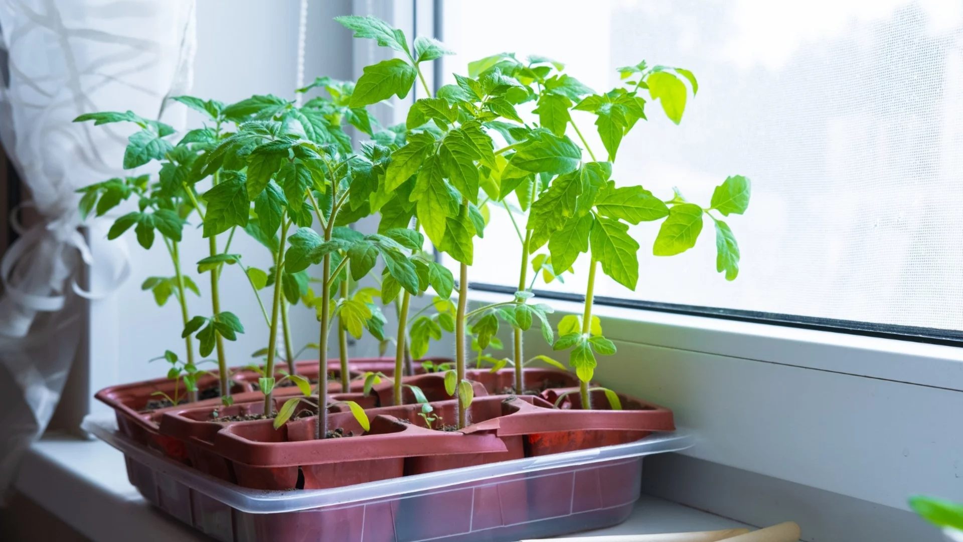 Как да предотвратите загниването на разсада