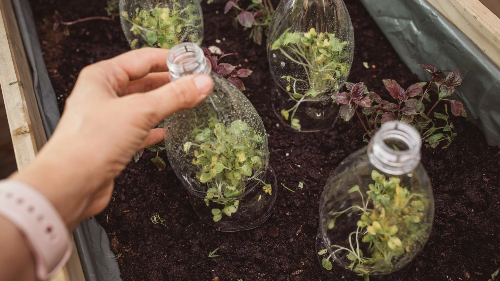 Само така е правилно да закалите растенията си