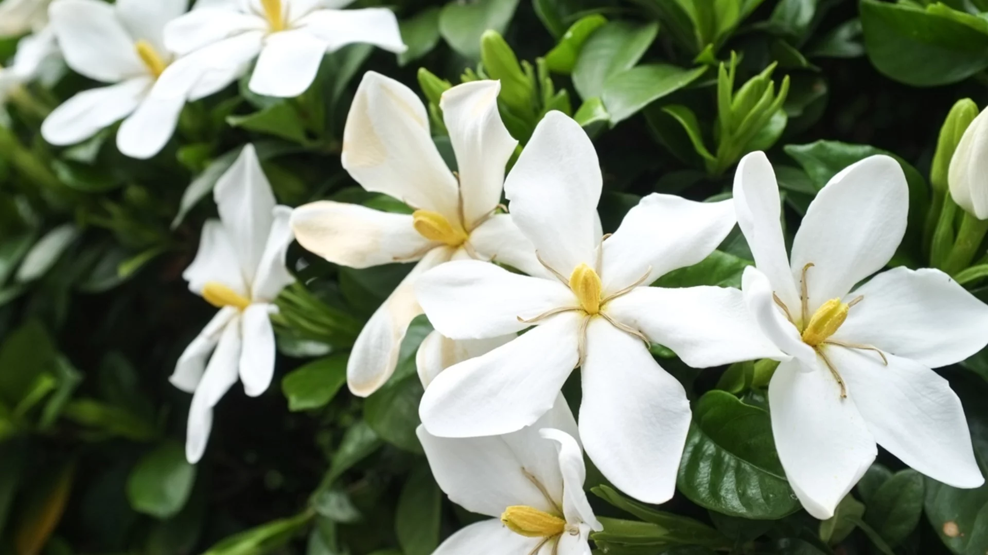 3 сорта гардения, които могат да понасят летните жеги и зимните слани