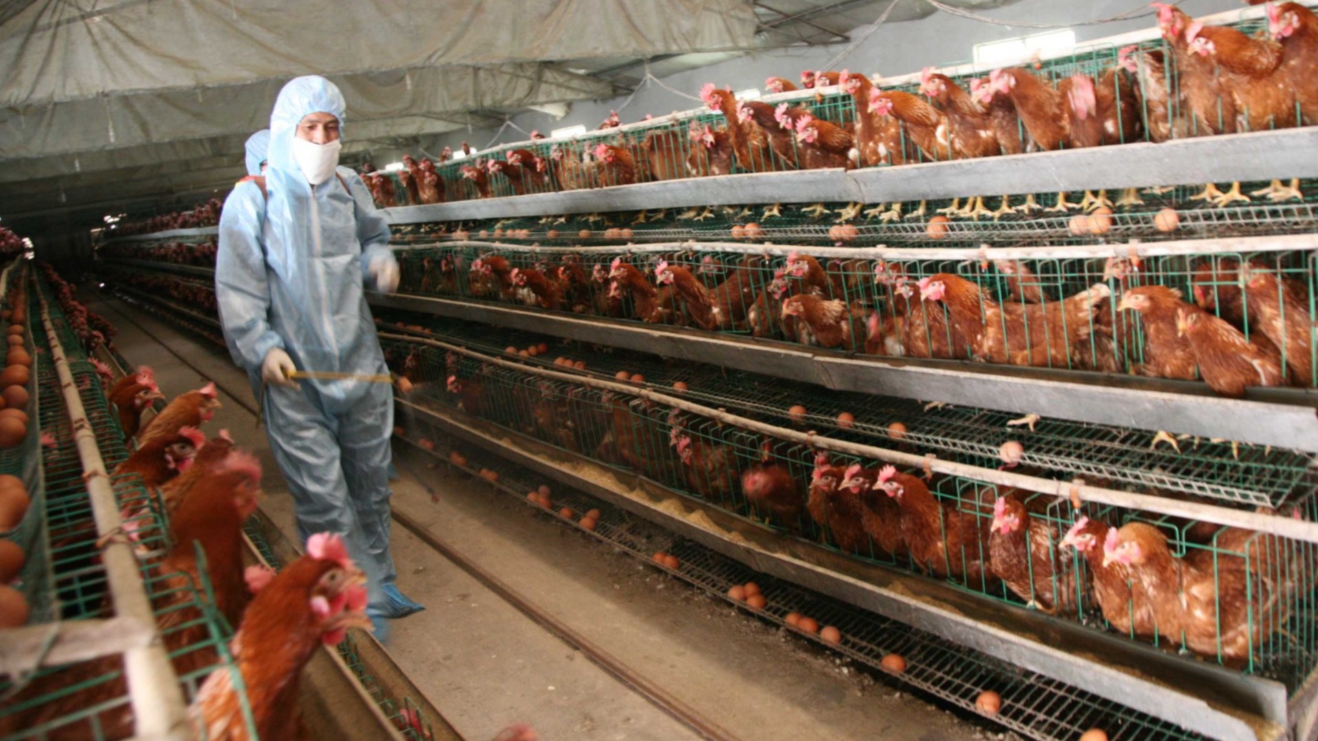 Невиждано в Европа: Първи случай на птичи грип при човек