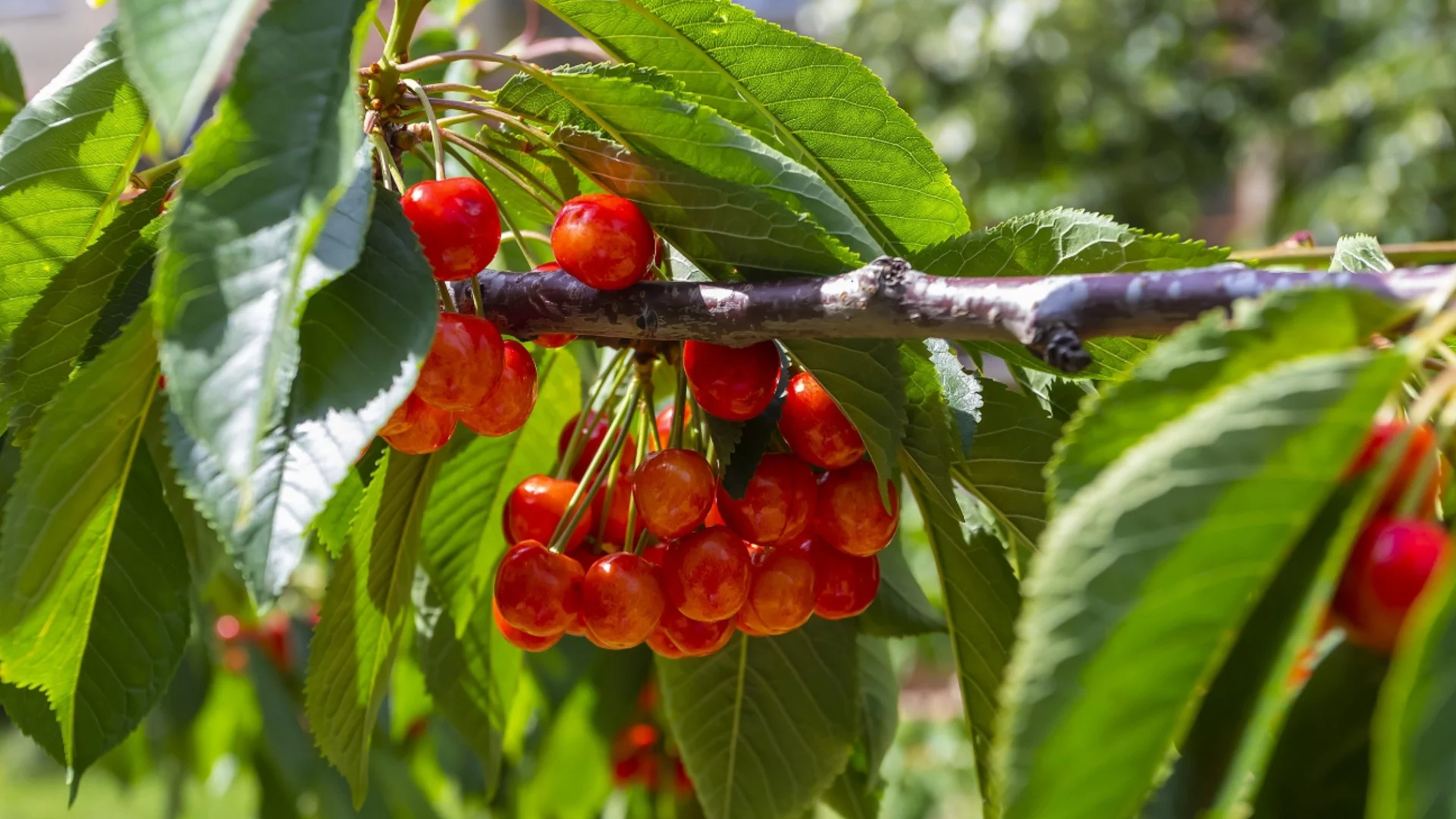 Черешите ще са сладки като мед - просто поръсете около дървото с този тор