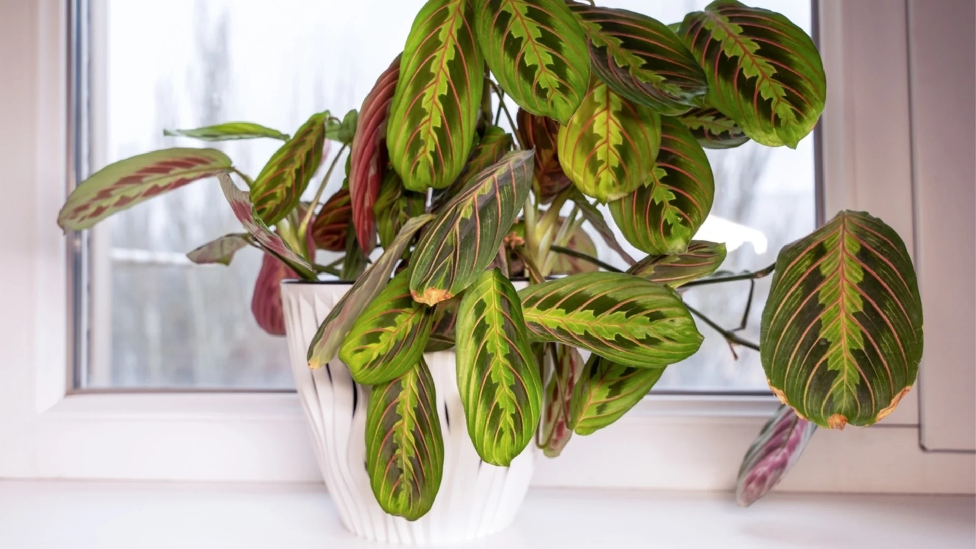 Можете ли да засадите в саксия, която няма дренажни отвори? 