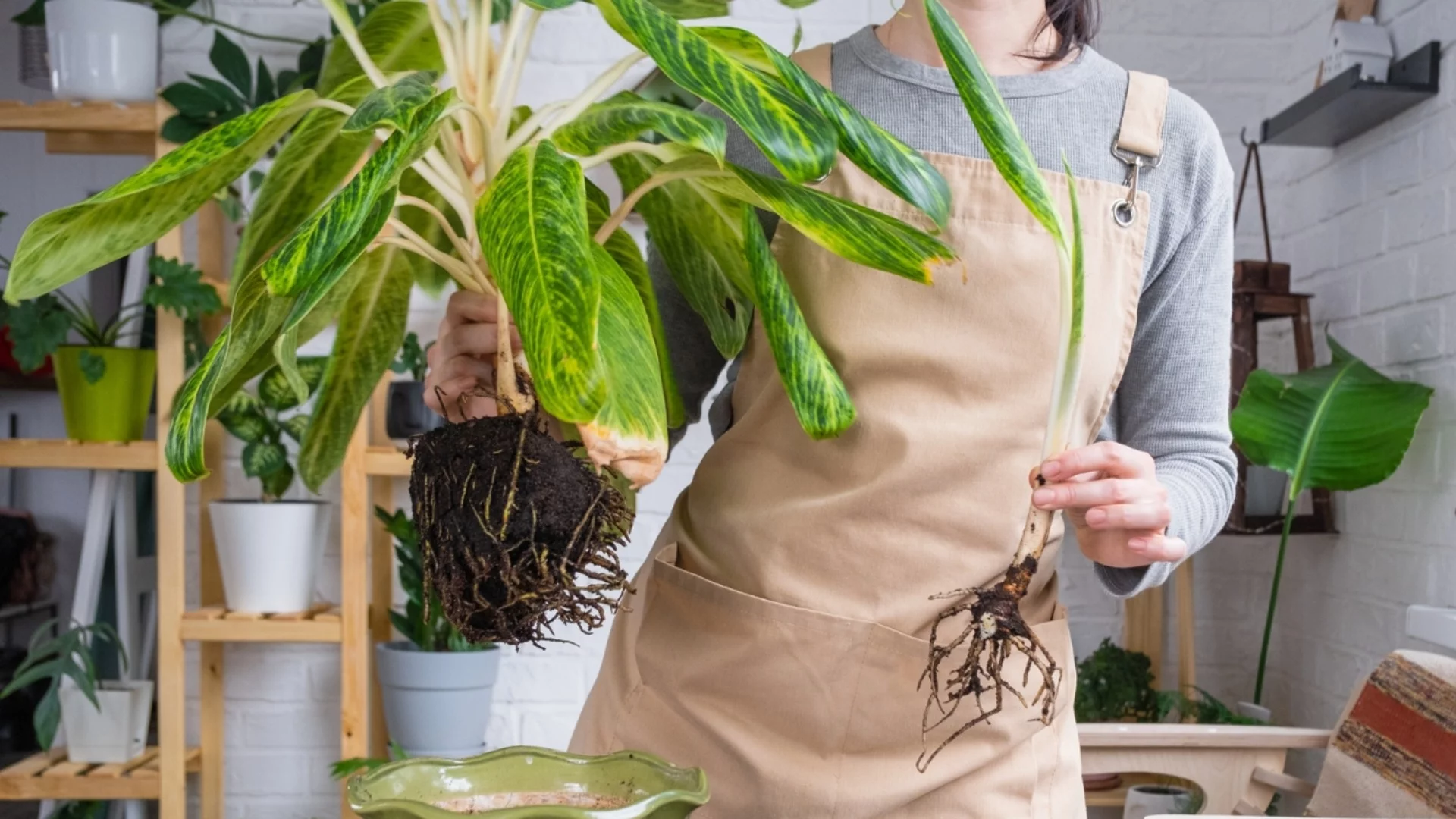 5 златни съвета за лесно пресаждане на любимите ви растения