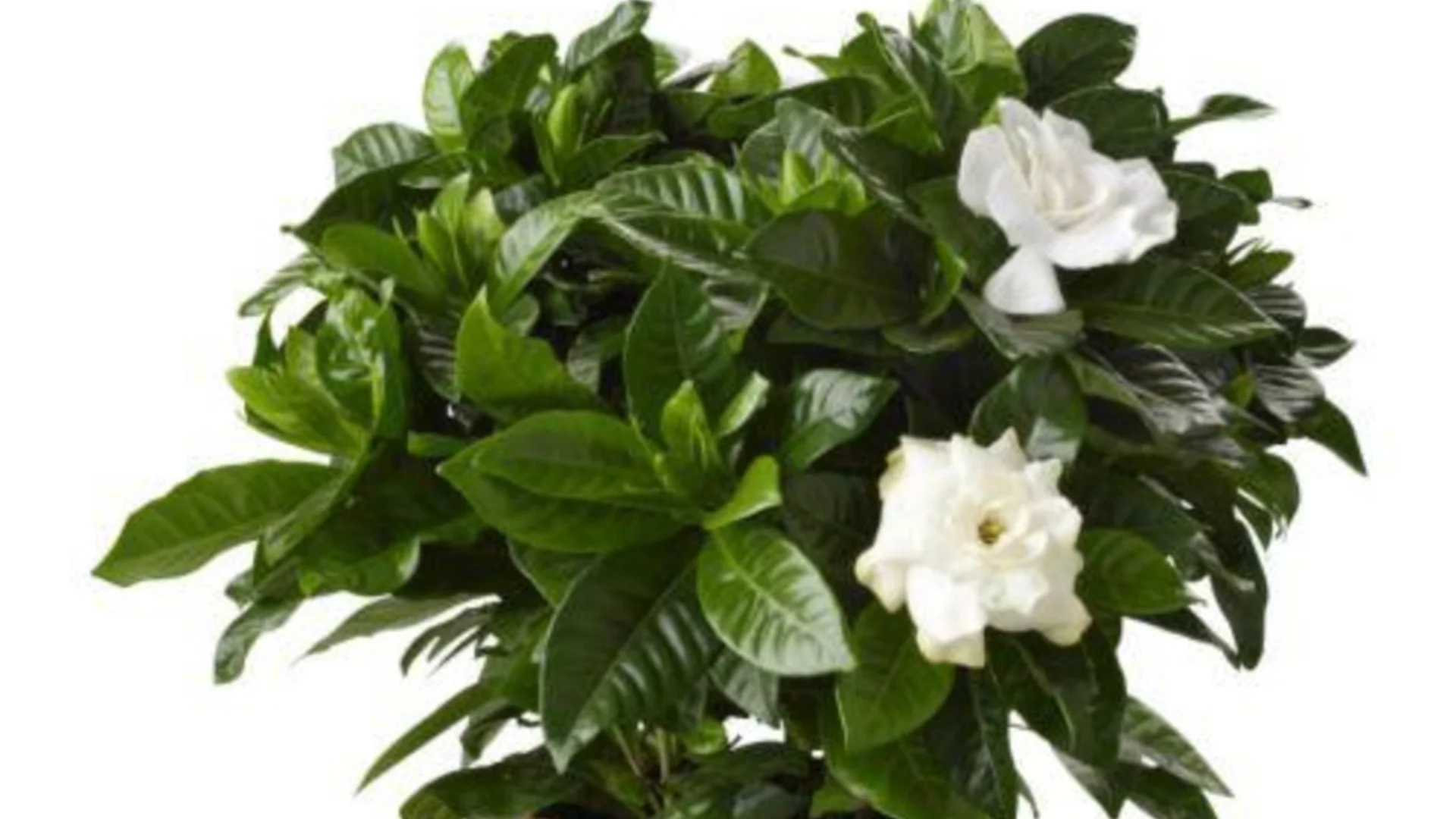 Само така е правилно да отглеждате гардения в саксия