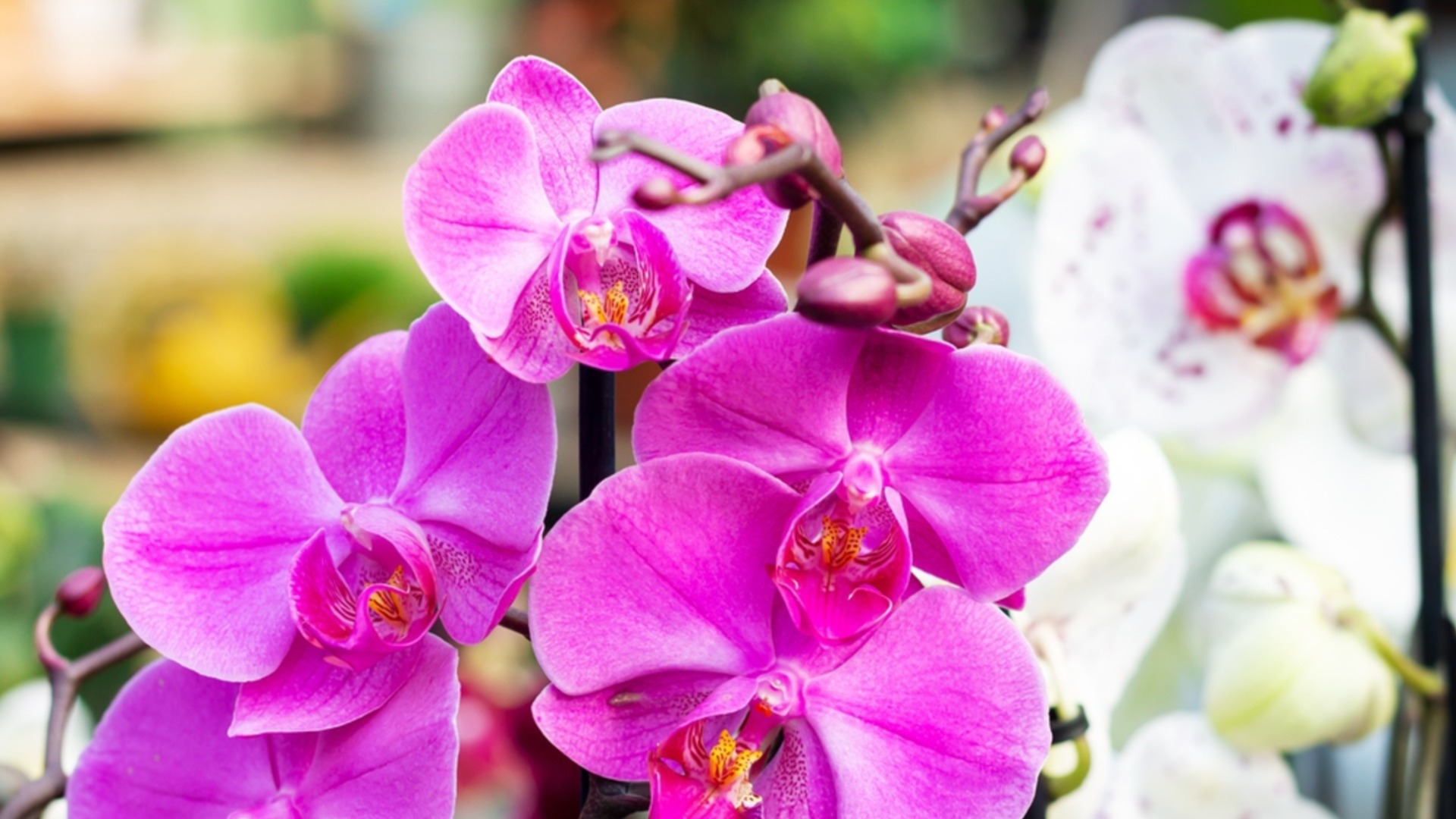 Стайни растения, които могат да растат във вода за неопределено време