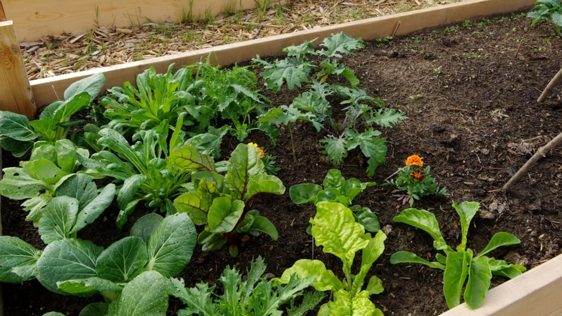 Как да разпределите разстоянието между зеленчуците в повдигнати градински лехи за най-голям успех  