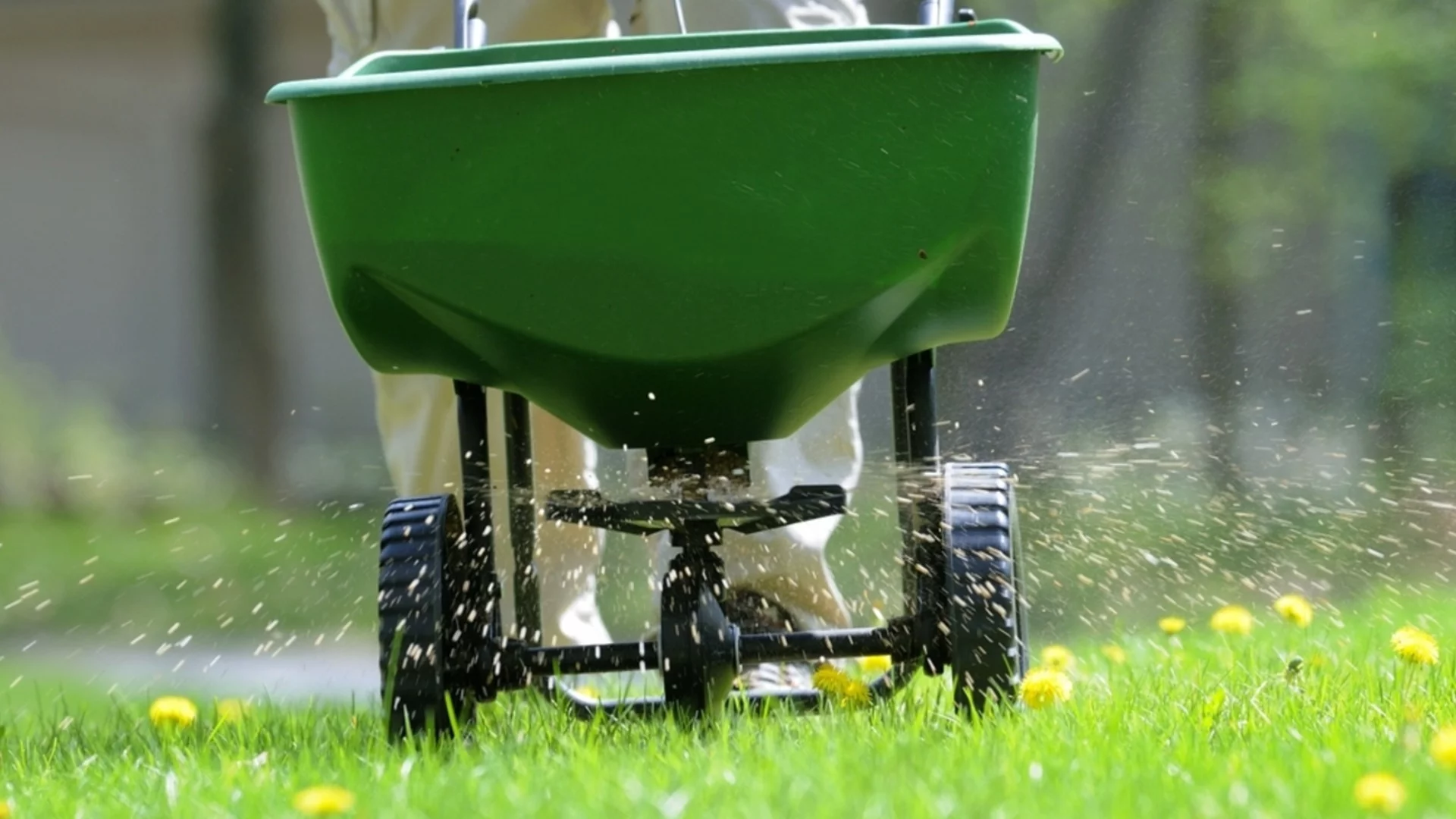 Най-добрият вид тор за нови тревни семена