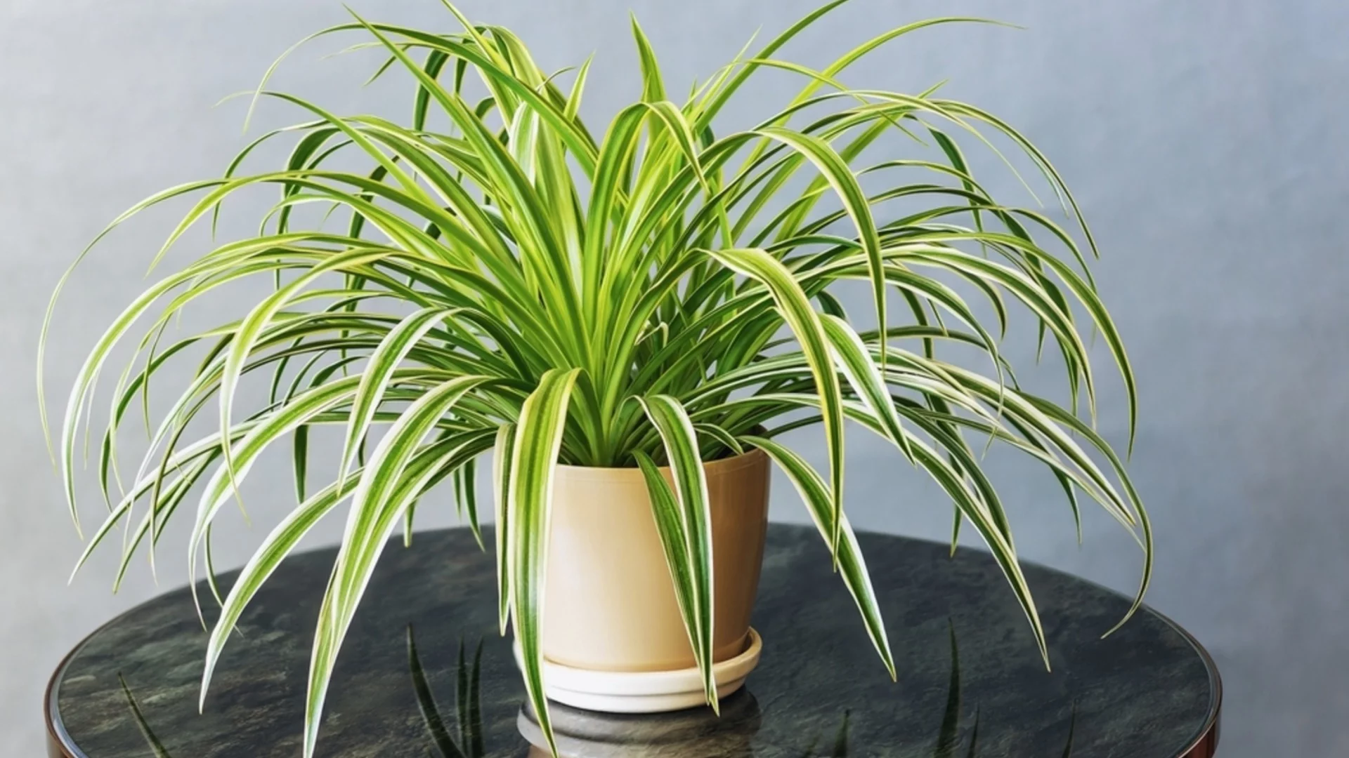 Най-добрата почвена смес, за да поддържате вашето растение паяк щастливо и здраво  Read More: https://www.housedigest.com/2130089/best-soil-mix-spider-plant/