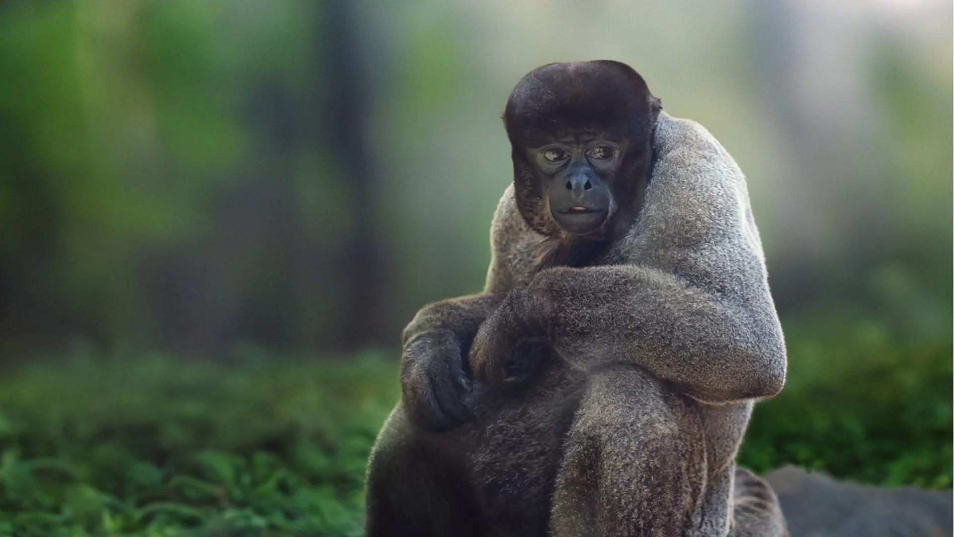 Откритие на 18 млн. години може да пренапише историята на приматите