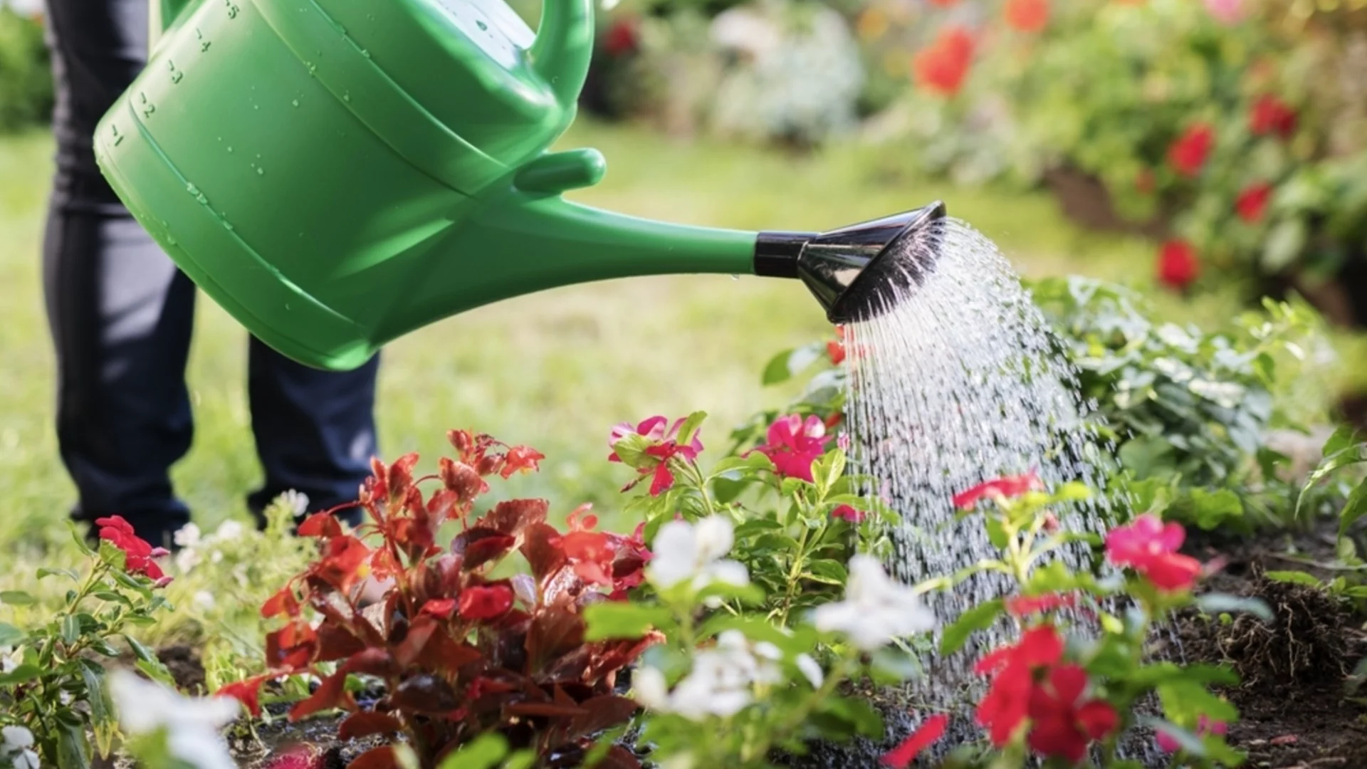 Няколко капки от това масло и градината ви ще процъфтява през целия сезон