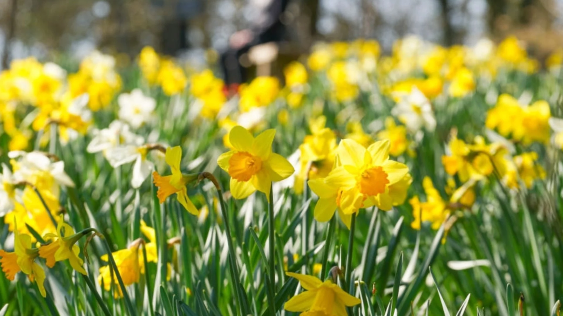 Ако искате килим от нарциси в градината си, ето как да ги наторите през април