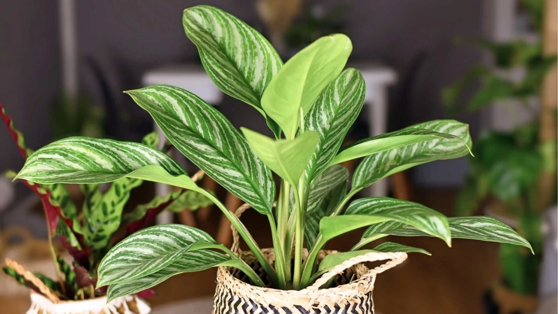 Кралицата на дома: Китайско вечнозелено растение