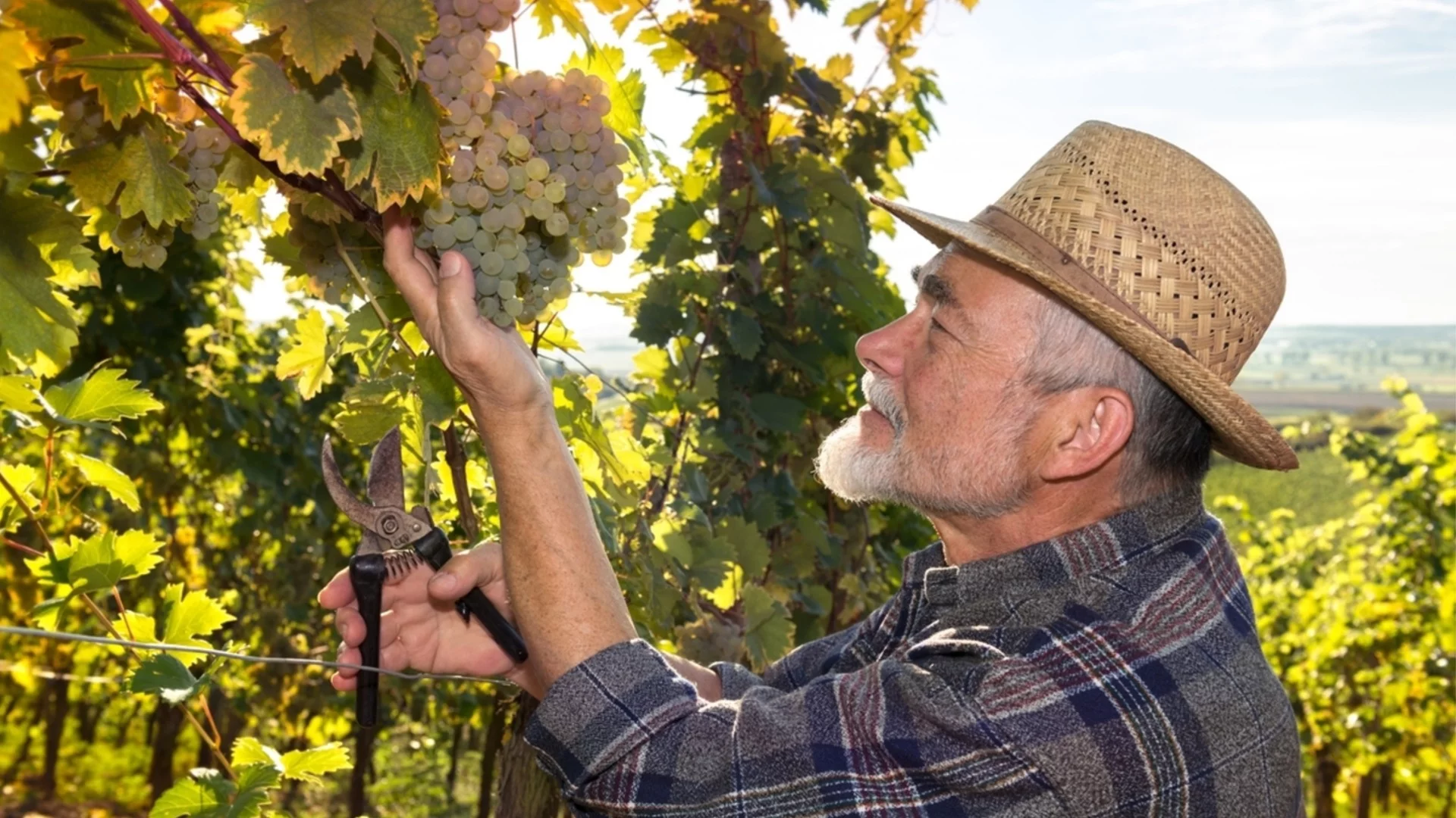 Защо старите градинари засаждат лук в основата на лозата