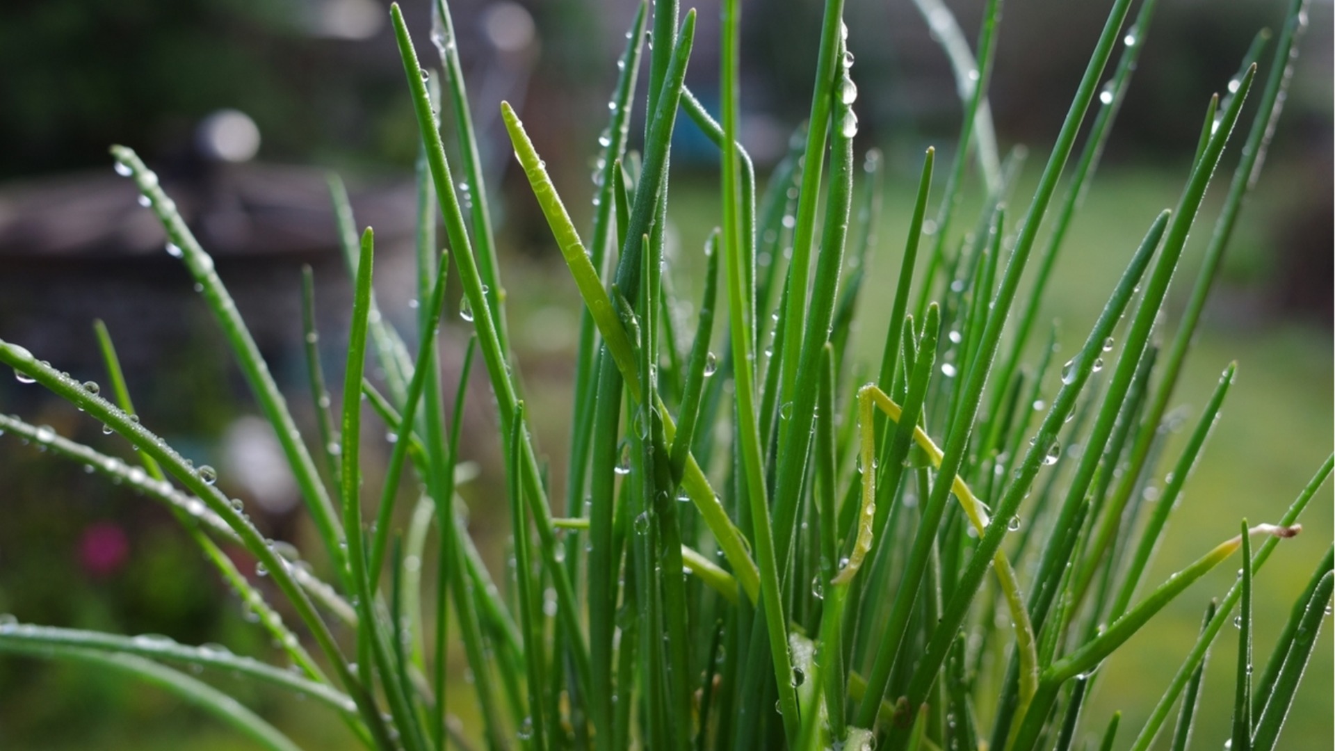 Растения-компаньони за богата реколта от лук