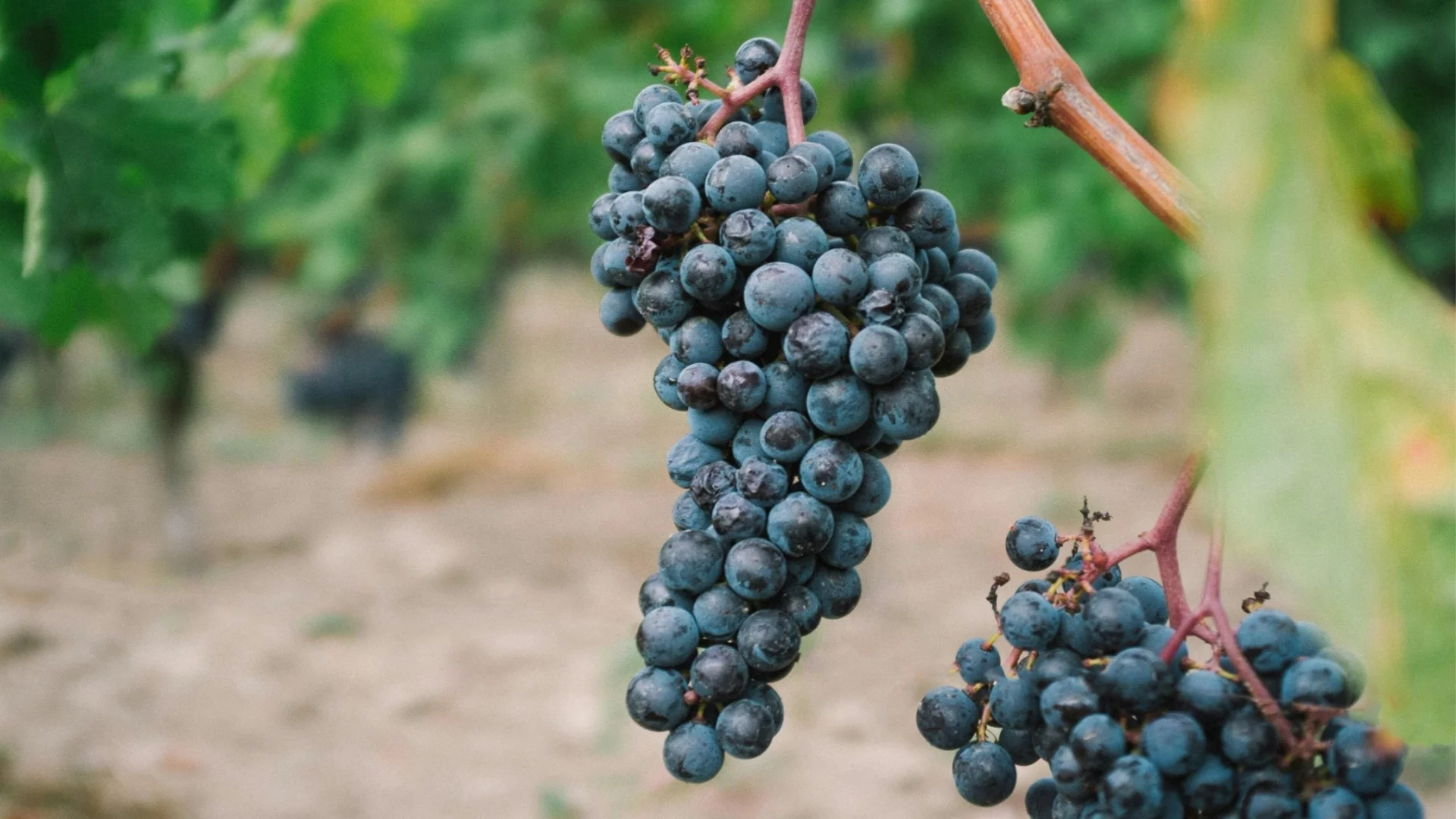 Стъпка по стъпка: Как лесно да отгледате грозде в двора си