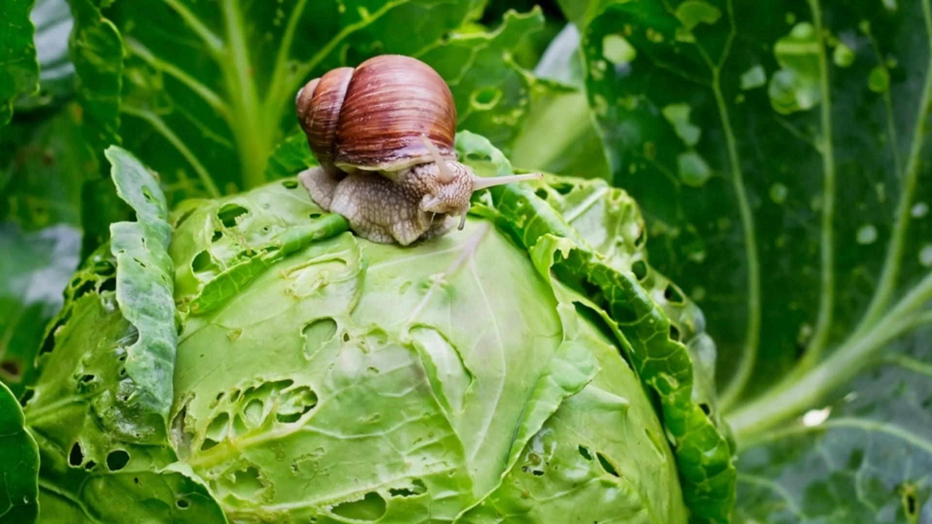 Засадете тези растения в градината си и ще забравите за вредитетлите