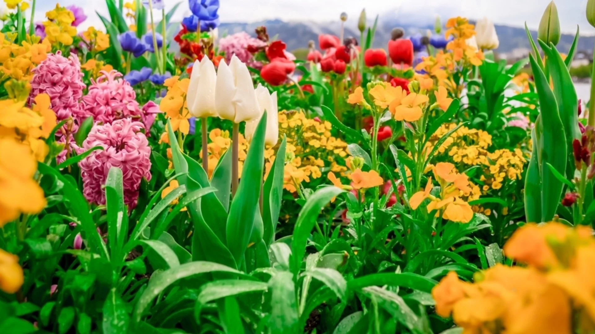 Многогодишни растения, които трябва да разделите през април