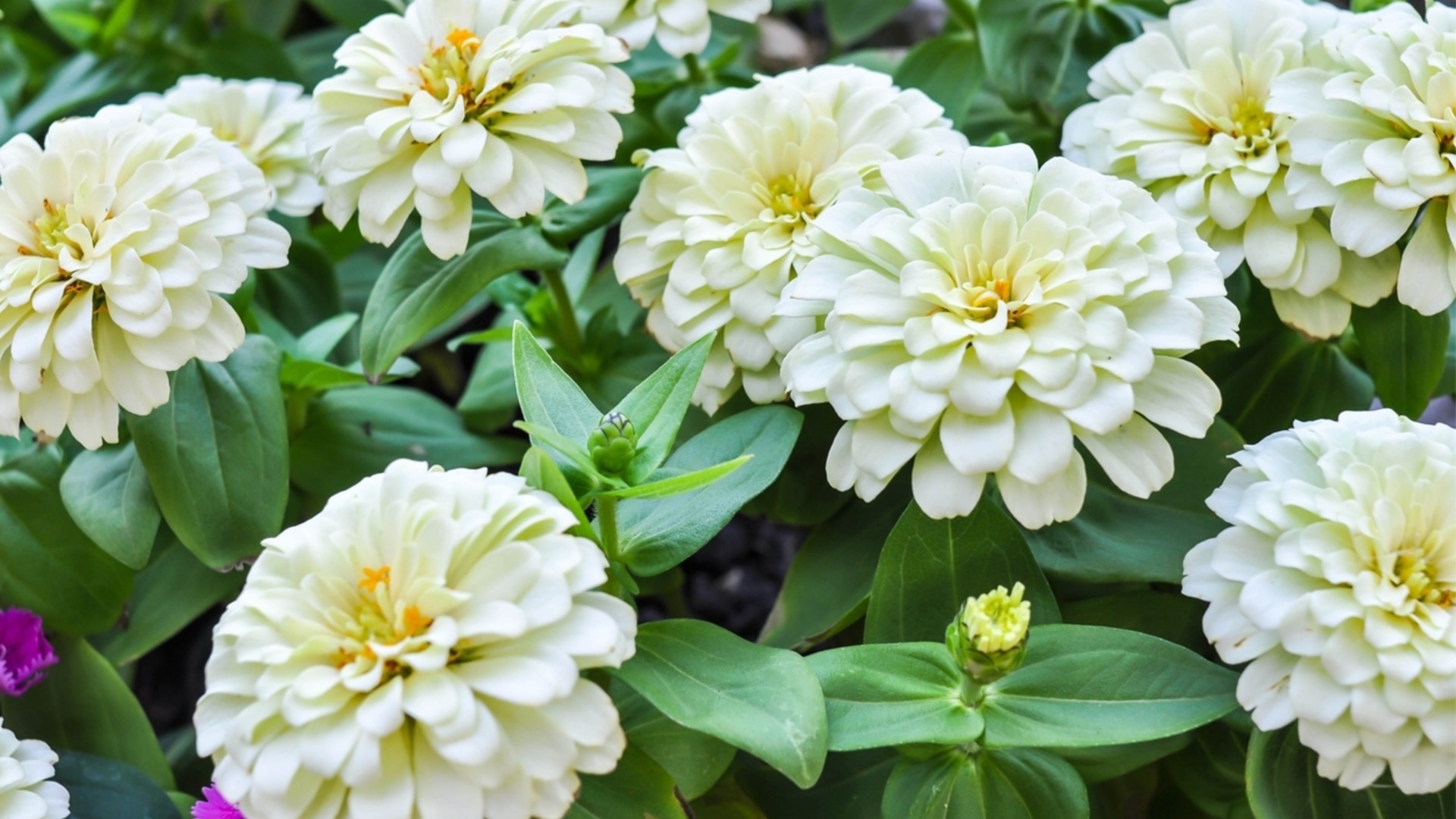 Награденият сорт циния, който е идеален за градини с ниска поддръжка