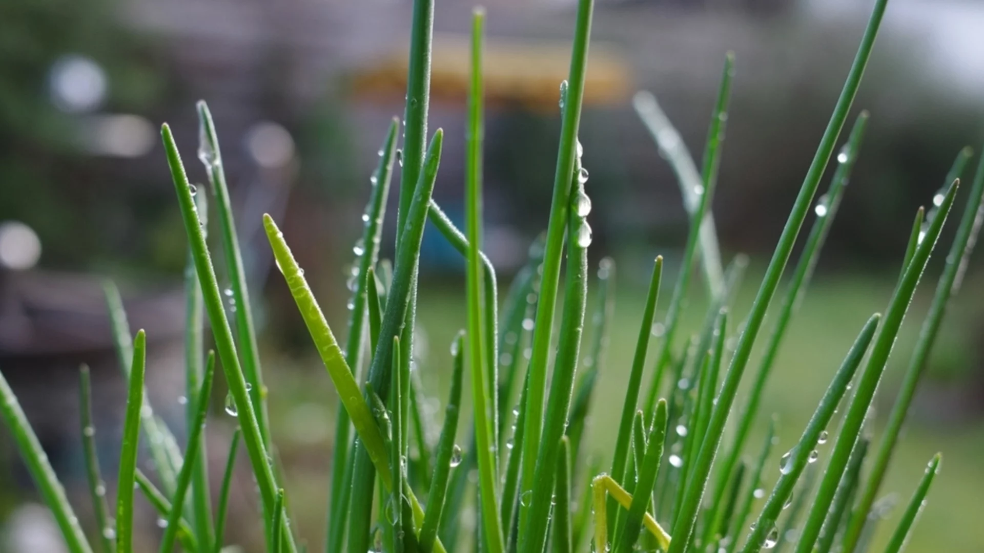 Ако лукът не расте, този градинарски трик ще стимулира корените му в студена почва