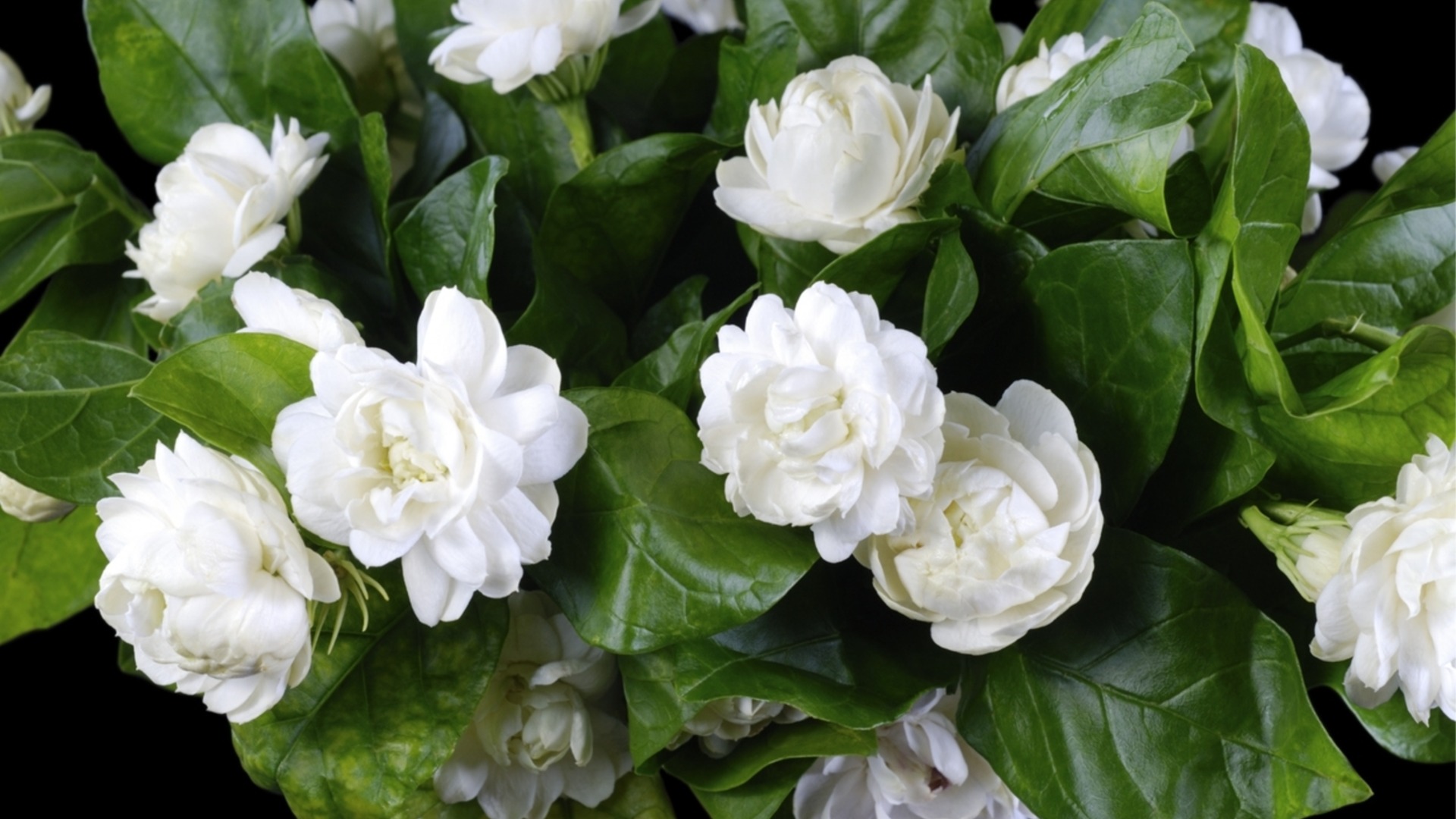 Най-добрите съвети за успешно отглеждане на жасмин в саксии