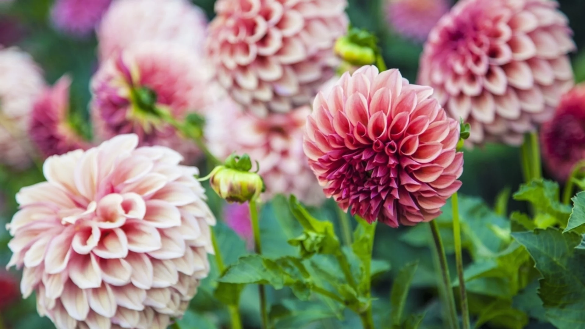 Охлювите обожават далии: Прост трик, с който да защитите красивите цветя в градината си