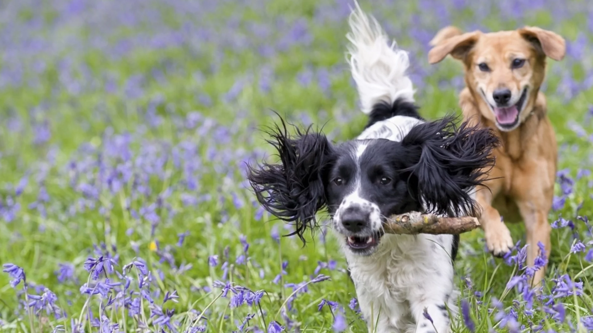 Седмична прогноза за времето от 30 март до 5 април 2026 г. 