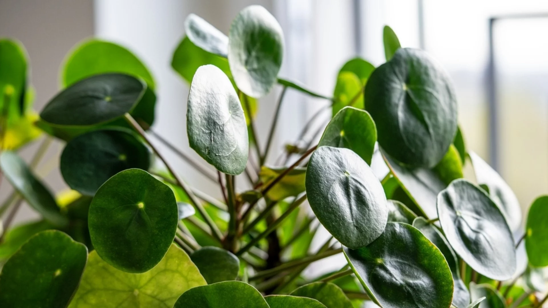 Как да размножаваме китайско парично растение