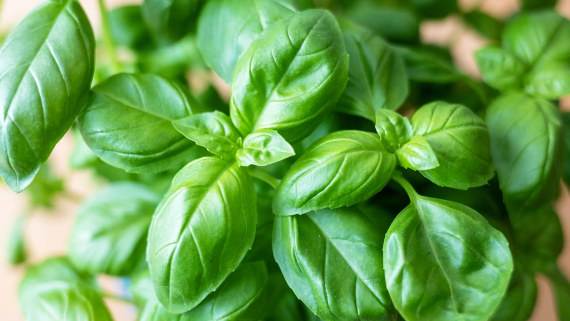 Колко често трябва да поливаме босилека