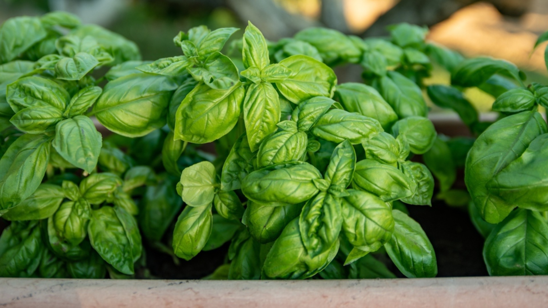 6 растения, които никога не бива да отглеждате до босилек