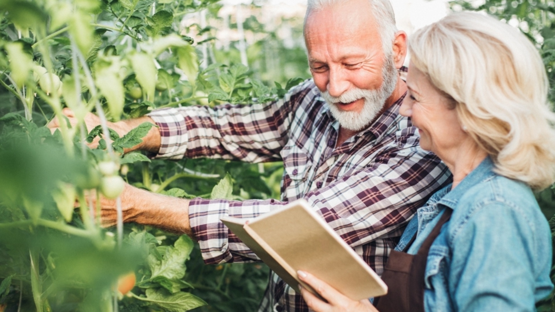 Отглеждане на домати от нулата: Как да имате здрави и силни разсади?