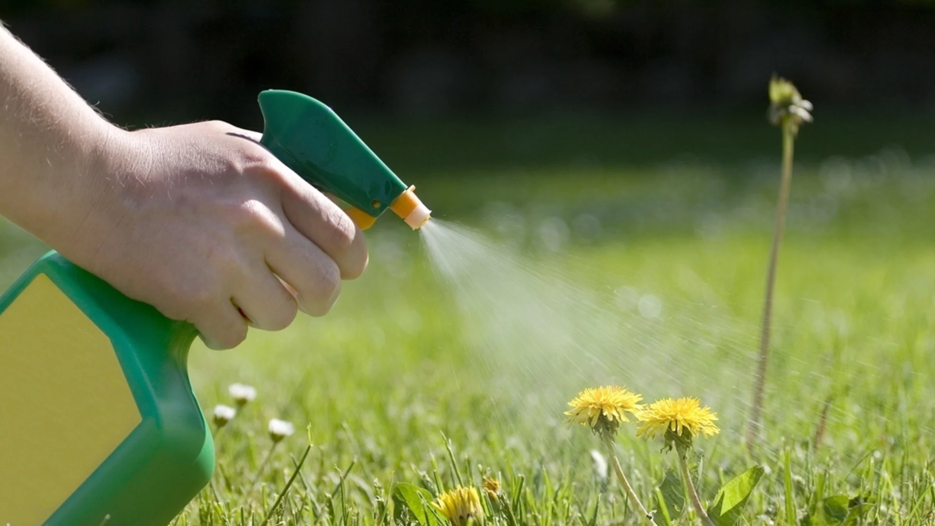 Как да се отървете бързо и лесно от плевелите: Доказаният метод на опитните градинари