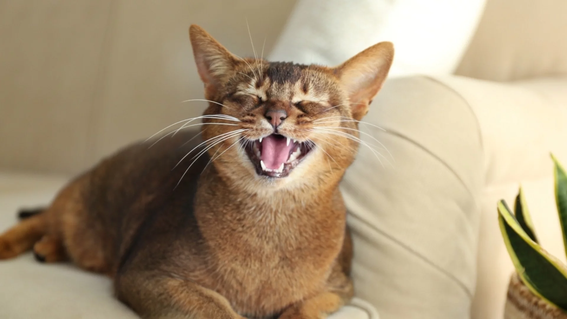 Хороскоп за утре, 31 март: Скорпионите ще се усмихват като Чеширския котарак, а Овните ще се държат като последния ахмак