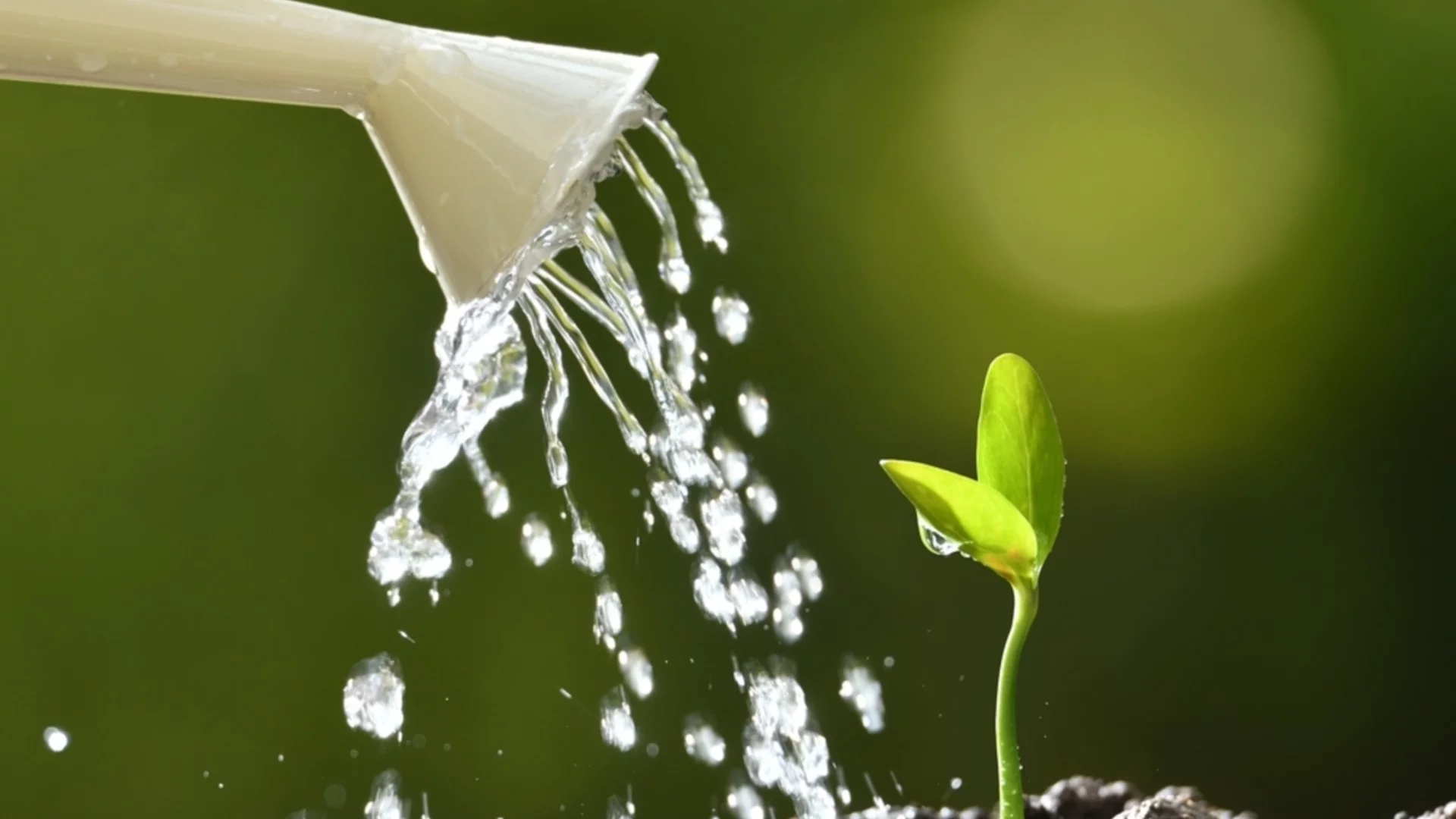 Хитър лесен трик, с който да защитите разсада в градината си