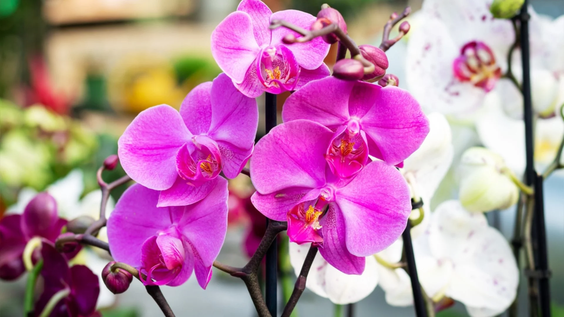 Направете задължително това с орхидеята си през април месец