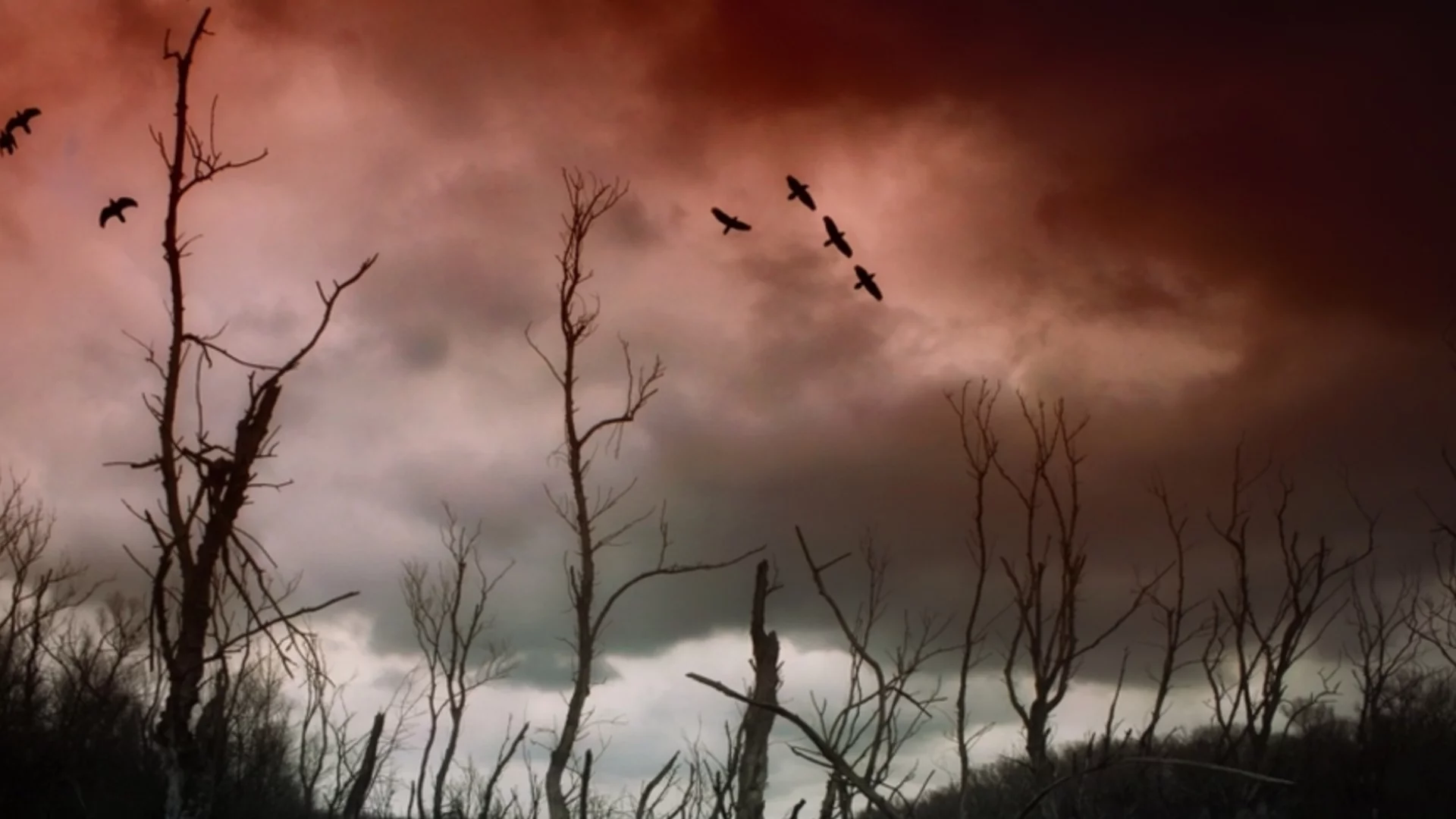 Учени: Кой ще завладее Земята, ако хората изчезнат?