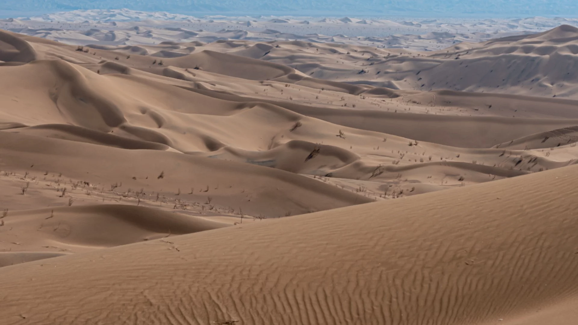 Котката, която лае като куче и живее само в пустинята