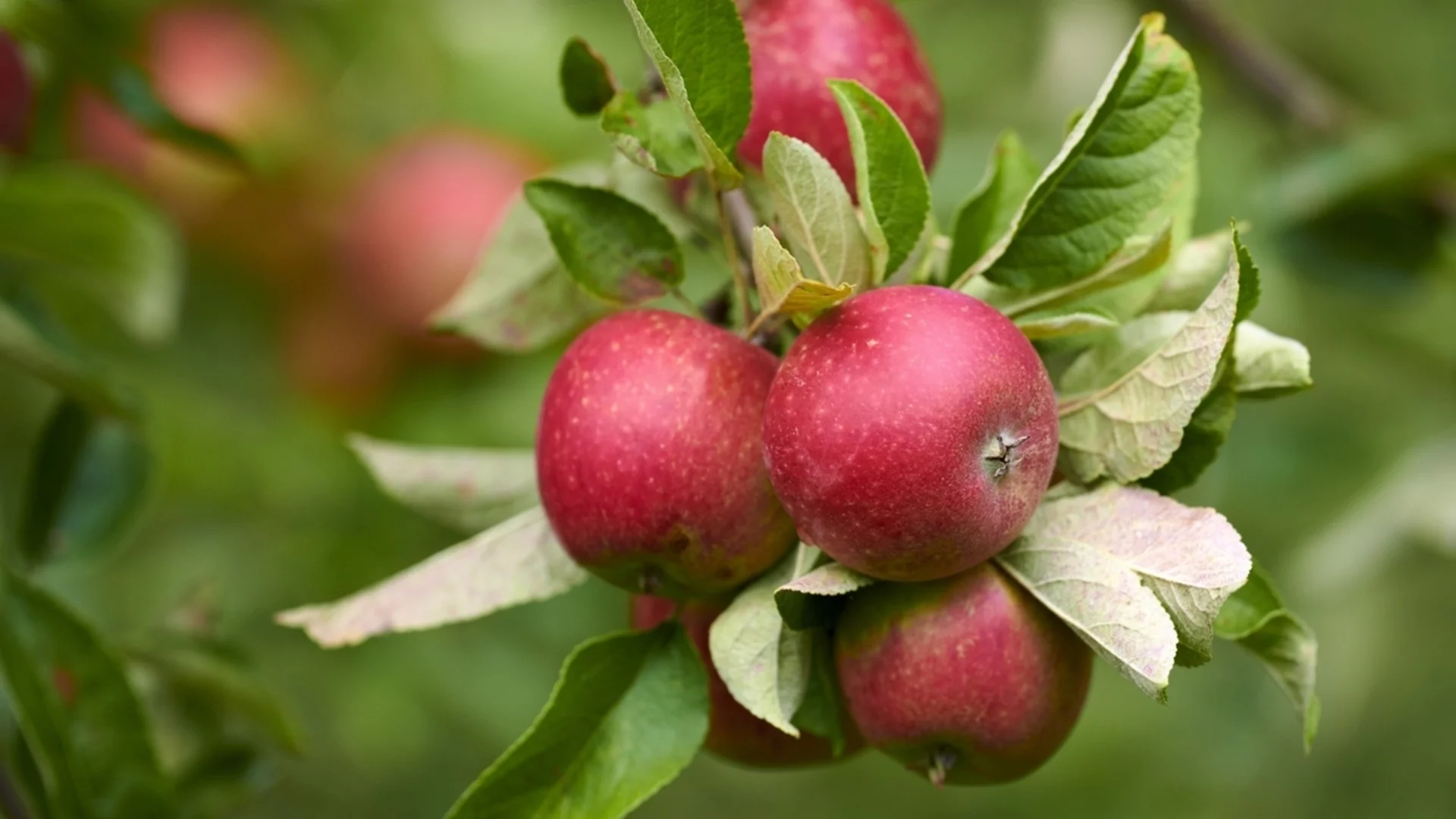 4 най-дългоживеещи овощни дървета, които да засадите веднъж за поколения наред