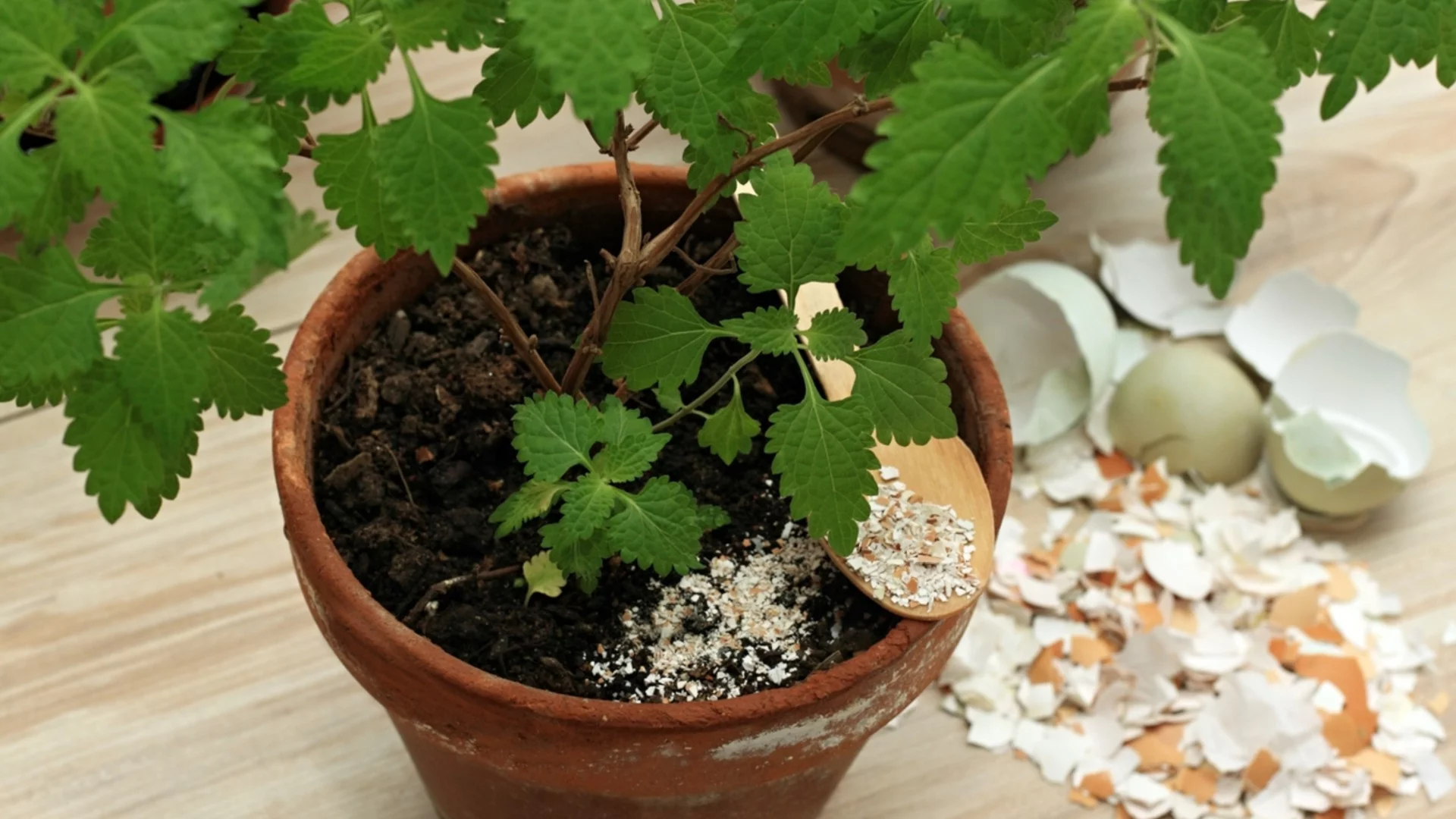 Може ли да торите стайните растения с яйчени черупки
