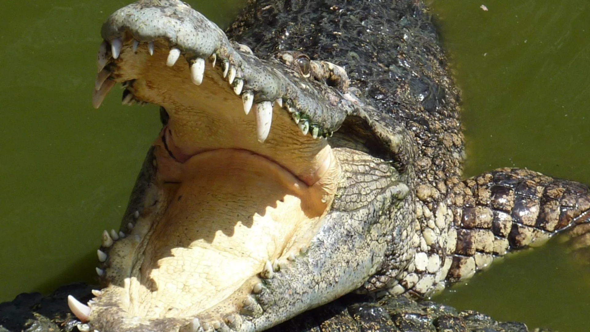 Учени откриха крокодилски яйца на 152 млн. години