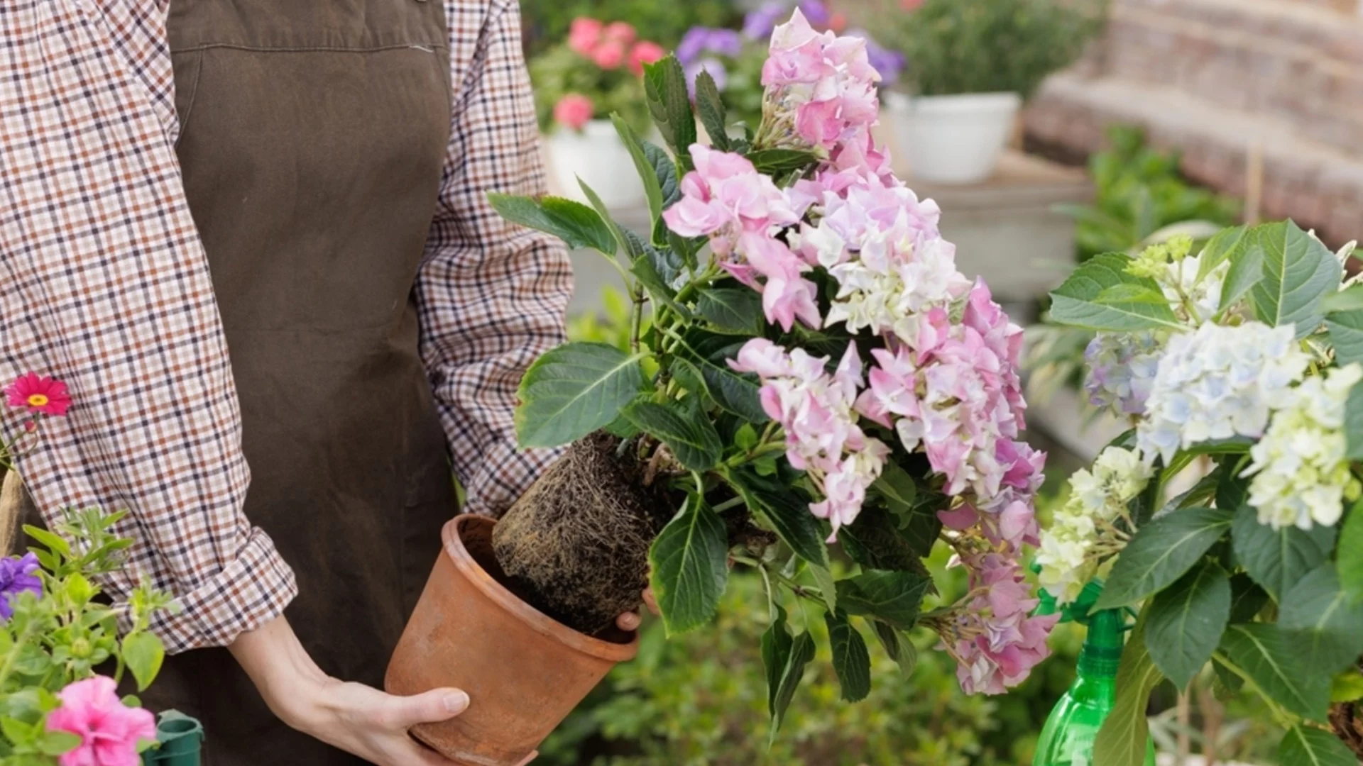 Почвата за хортензии не е просто торф: Направете тази смес и вашите храсти ще се отрупат с цветове