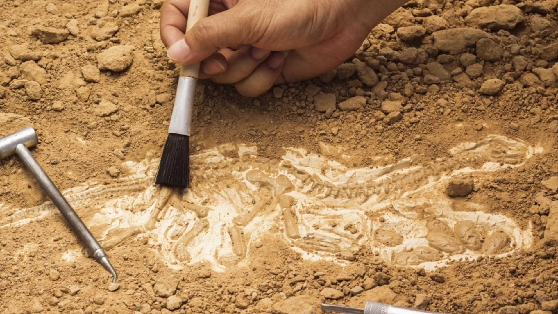 Находка в България: Откриха фосил на древна маймуна, която е могла да ходи на два крака