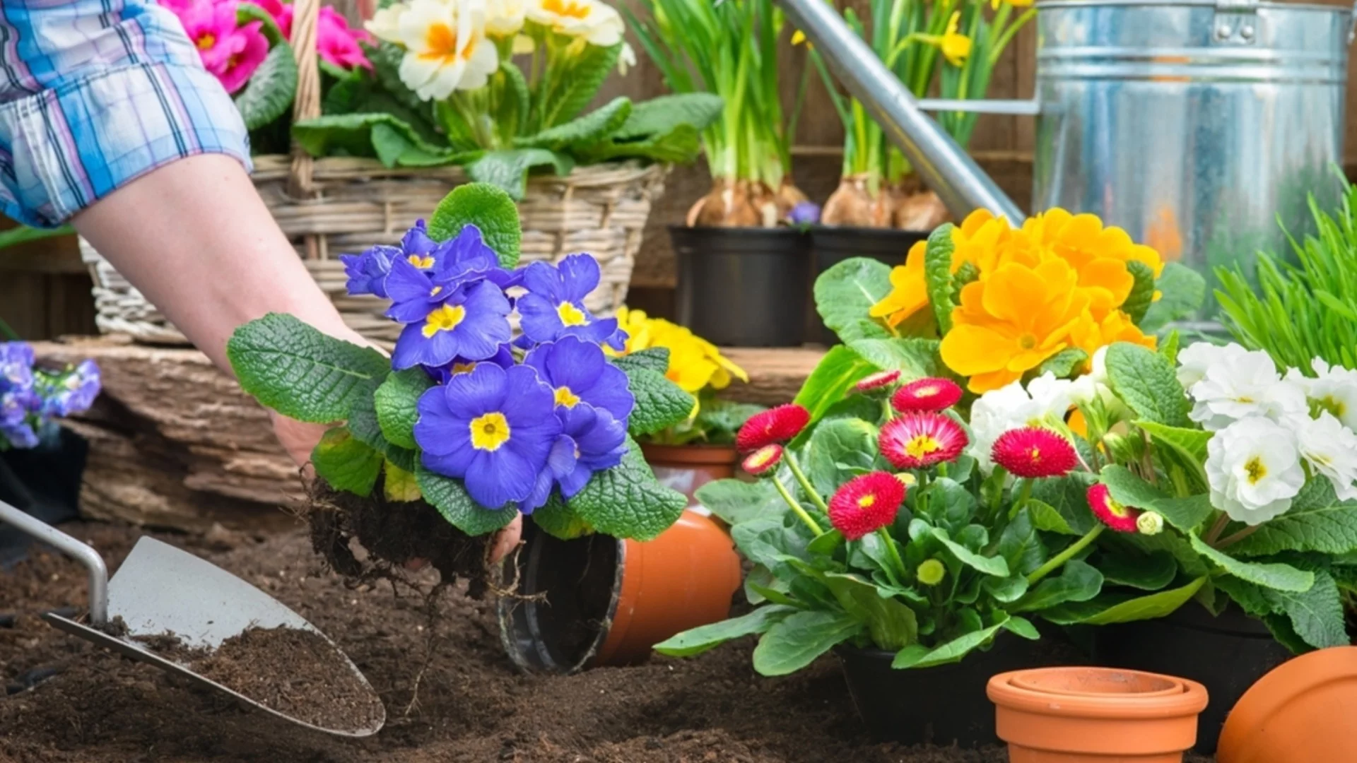 Как да накарате градинските си растения да растат по-бързо